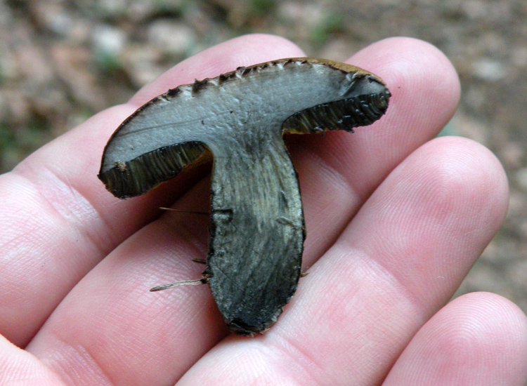 Due Boletaceae trentine